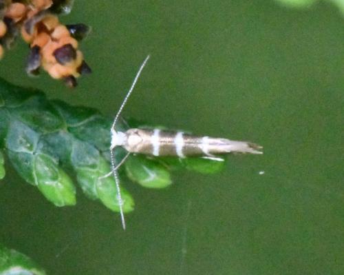 Argyresthia trifasciata